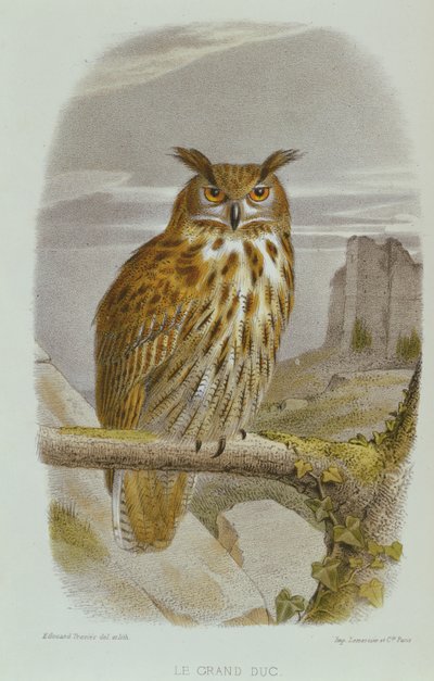 Búho real euroasiático (Bubo Bubo) de Edouard Travies